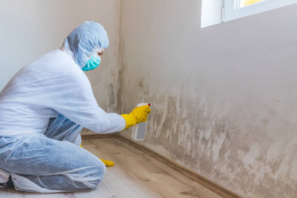Licensed Black Mold Remediation service in Byron Center, MI - Car Mold Remediation