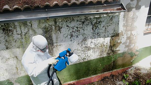 Top rated local Black Mold Remediation specialists in Byron Center, MI